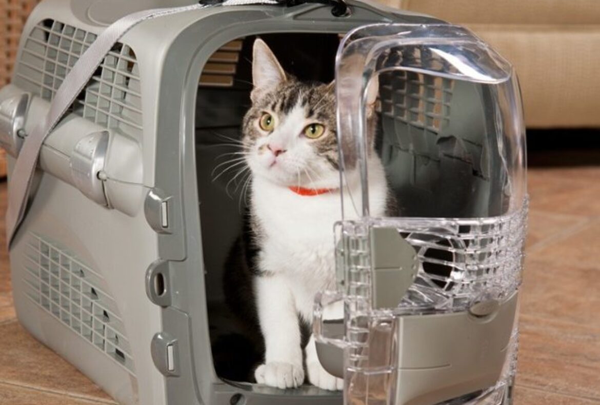 Pet Partner Spotlight: Magic CarPet Rides!