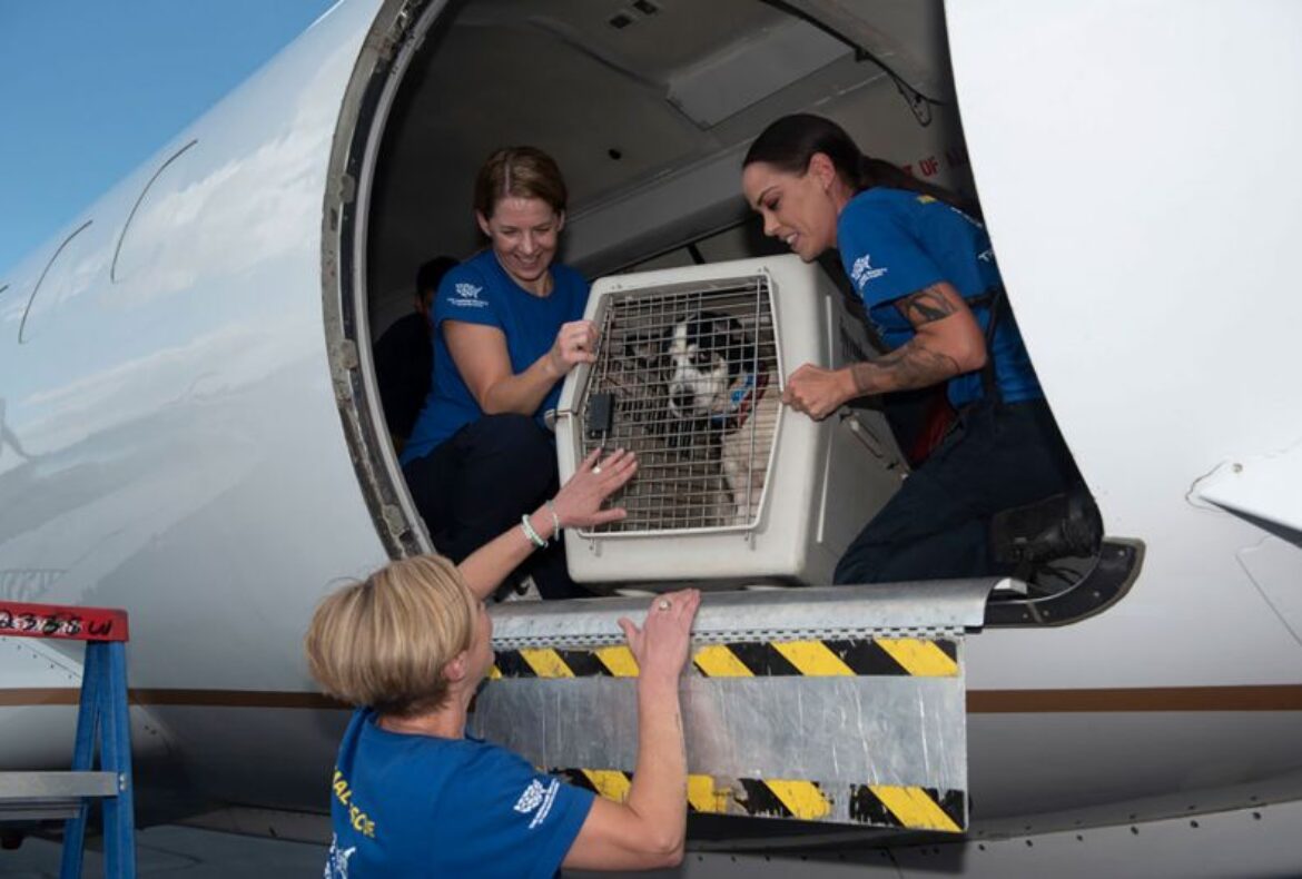 Moving to Australia with Pets? Read This First!
