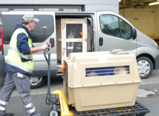 GROUND DELIVERY