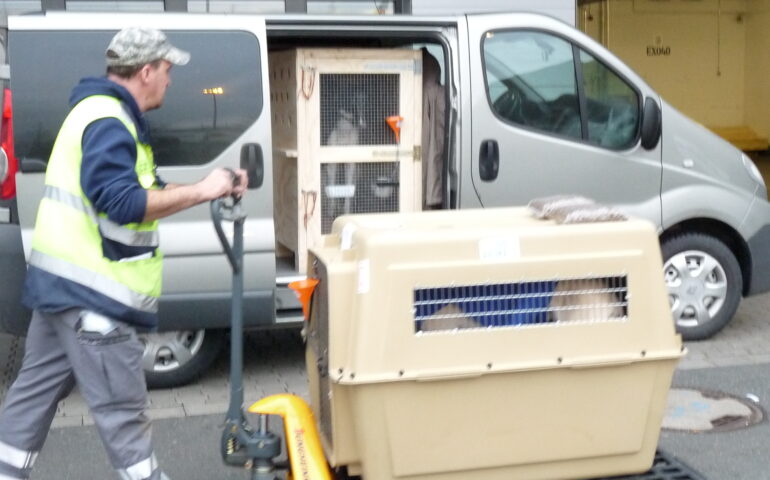 Road Cargo Services