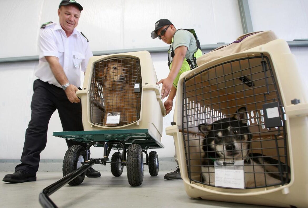 Your Pet’s Move Date Actually Depends on These 5 Factors